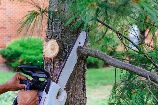 Trusted Laurens, IA Tree Care  Experts